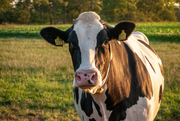 white and black cow on green grass field during daytime